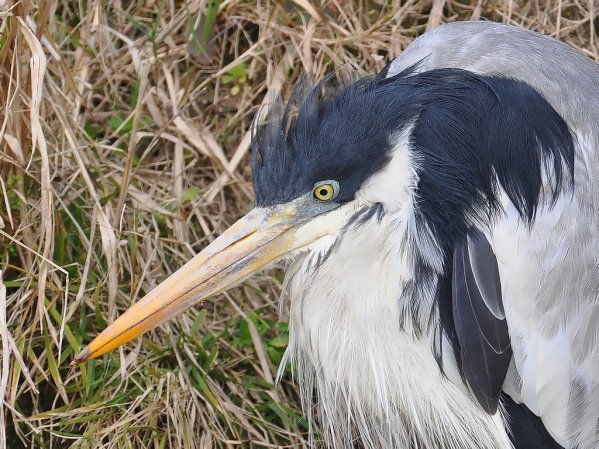 Photo (4): Cocoi Heron
