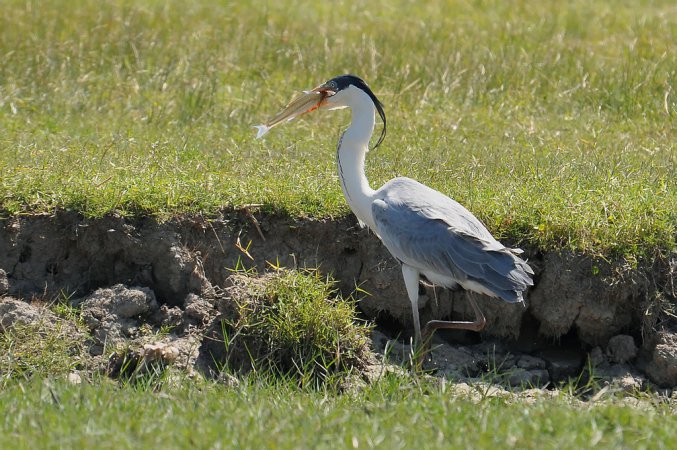 Photo (7): Cocoi Heron