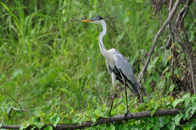 Photo (1): Cocoi Heron