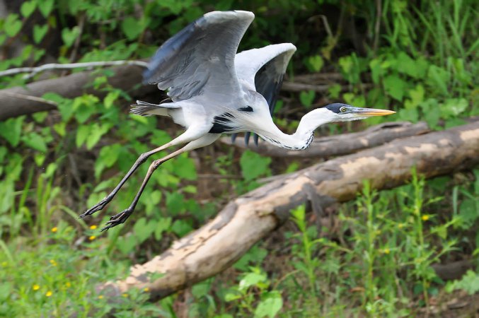 Photo (2): Cocoi Heron