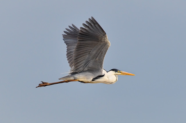 Photo (5): Cocoi Heron