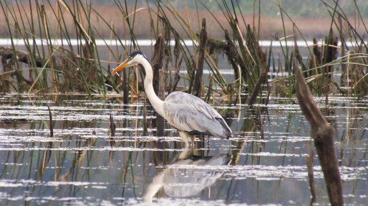 Photo (16): Cocoi Heron