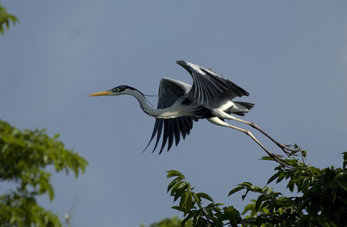 Photo (3): Cocoi Heron