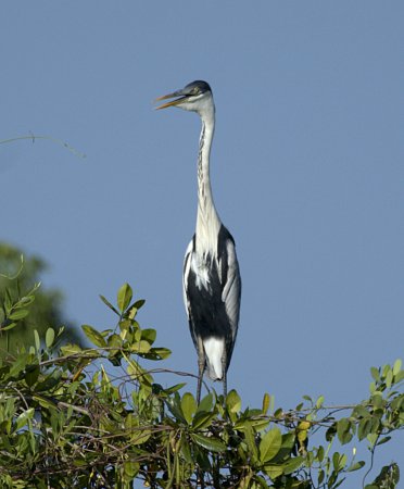 Photo (13): Cocoi Heron