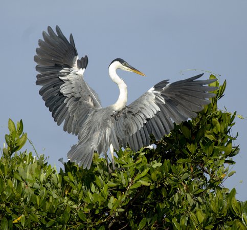 Photo (6): Cocoi Heron
