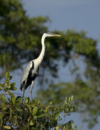 Photo (10): Cocoi Heron