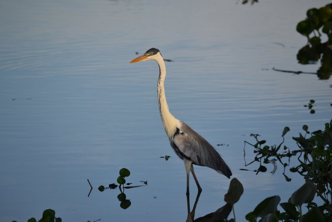 Photo (9): Cocoi Heron