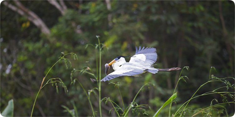 Photo (12): Cocoi Heron