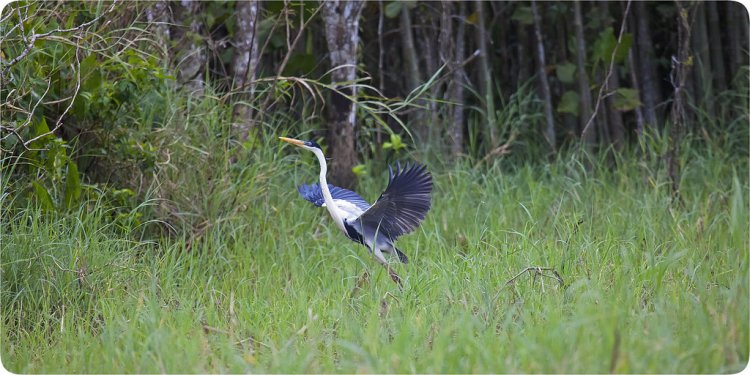 Photo (15): Cocoi Heron