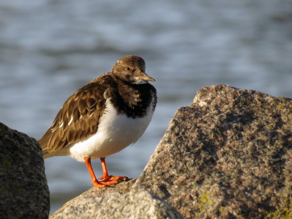 Photo (19): Ruddy Turnstone