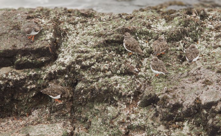 Photo (22): Ruddy Turnstone