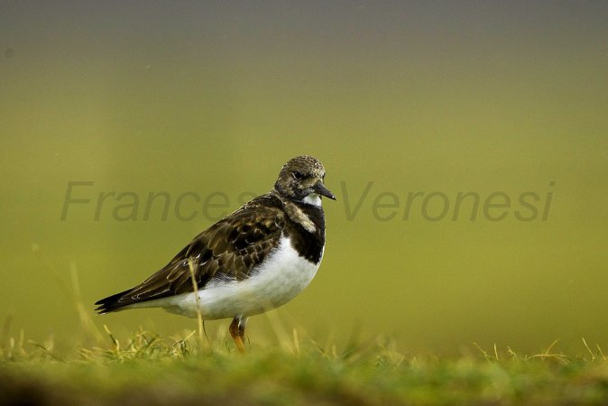 Photo (14): Ruddy Turnstone