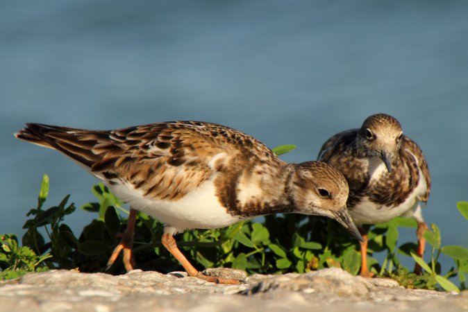 Photo (21): Ruddy Turnstone