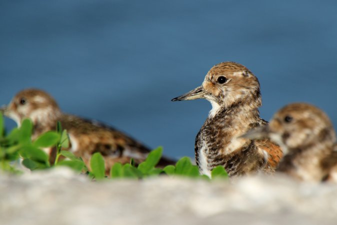 Photo (10): Ruddy Turnstone