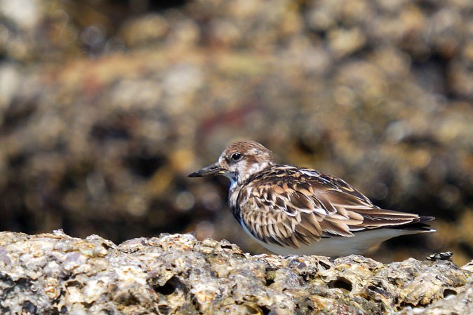 Photo (18): Ruddy Turnstone