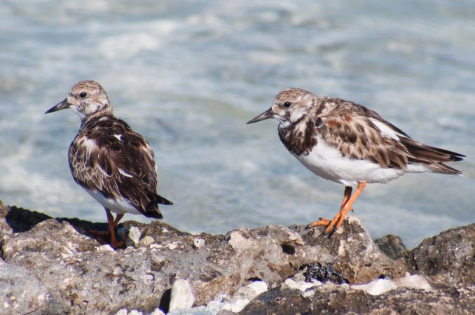 Photo (17): Ruddy Turnstone