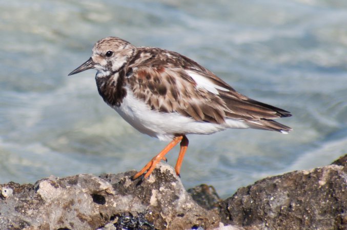 Photo (20): Ruddy Turnstone