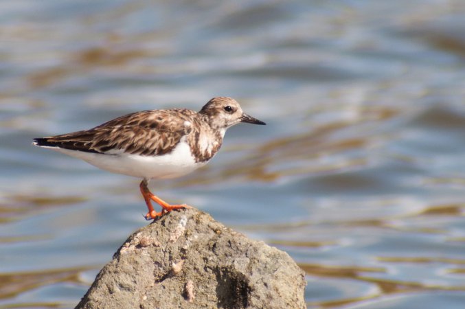 Photo (15): Ruddy Turnstone