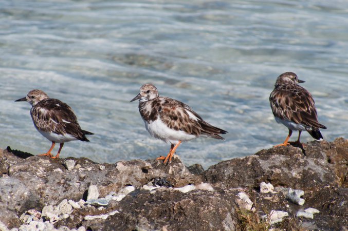 Photo (16): Ruddy Turnstone