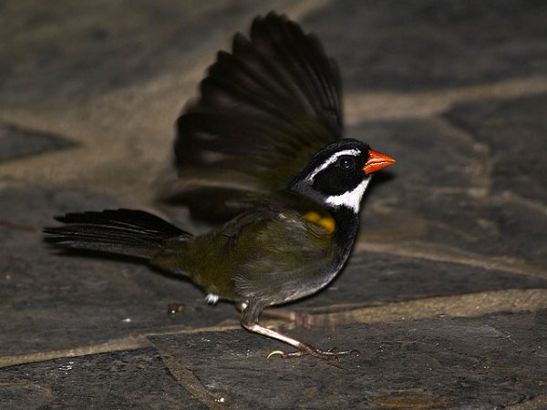 Photo (3): Orange-billed Sparrow
