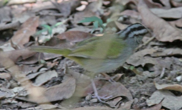 Photo (1): Green-backed Sparrow