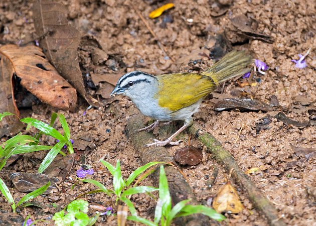 Photo (8): Black-striped Sparrow