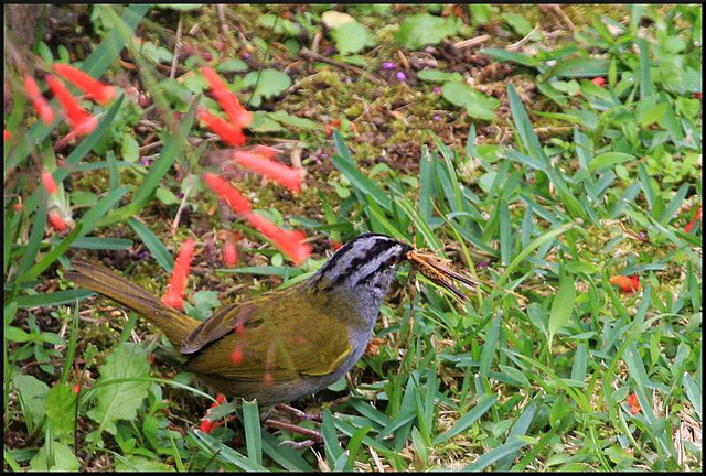 Photo (4): Black-striped Sparrow