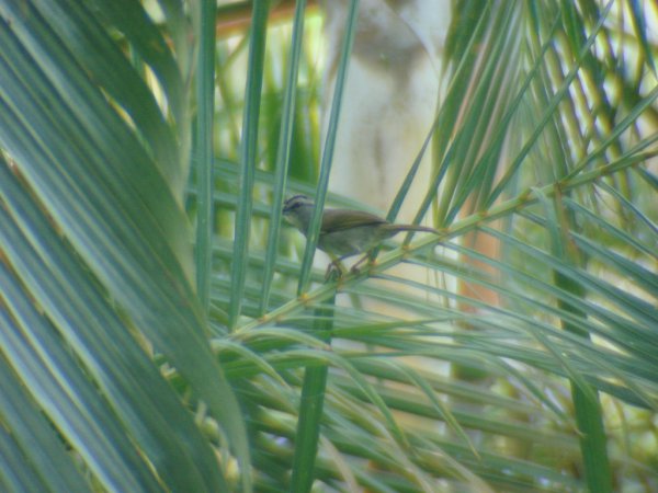 Photo (12): Black-striped Sparrow