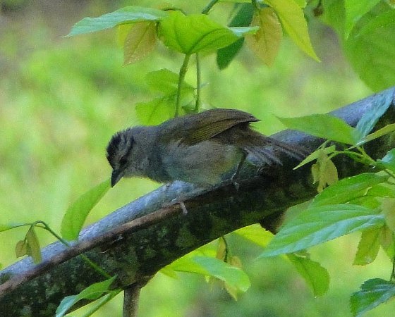 Photo (13): Black-striped Sparrow