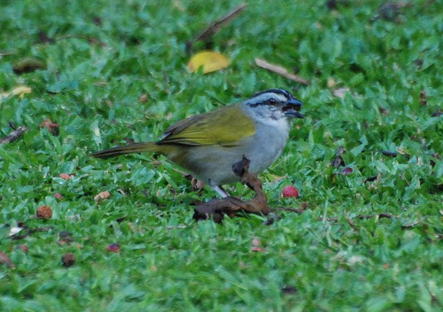 Photo (11): Black-striped Sparrow