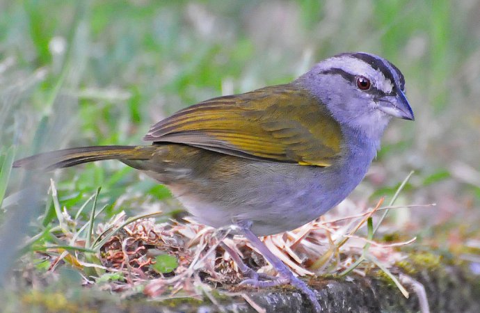 Photo (1): Black-striped Sparrow