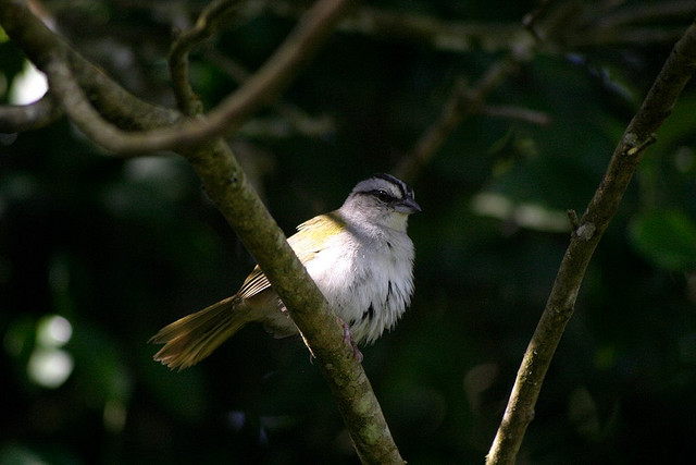 Photo (5): Black-striped Sparrow
