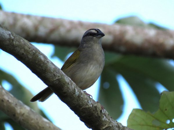 Photo (3): Black-striped Sparrow