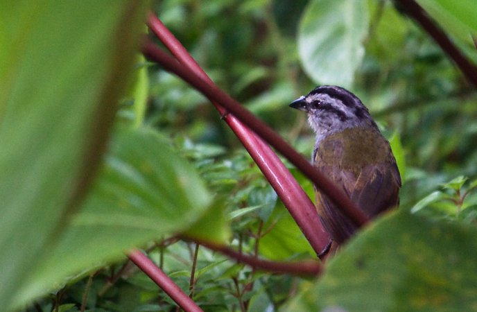 Photo (7): Black-striped Sparrow