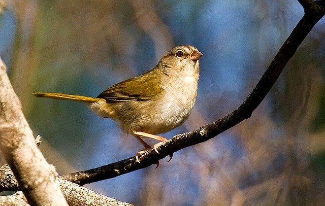 Photo (12): Olive Sparrow