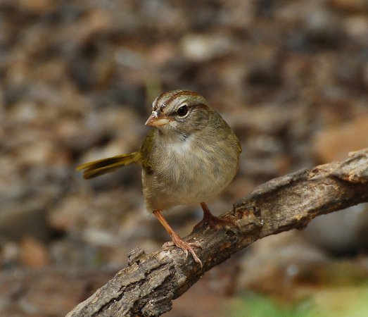 Photo (2): Olive Sparrow