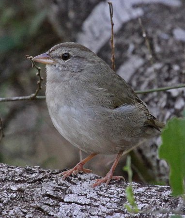 Photo (7): Olive Sparrow