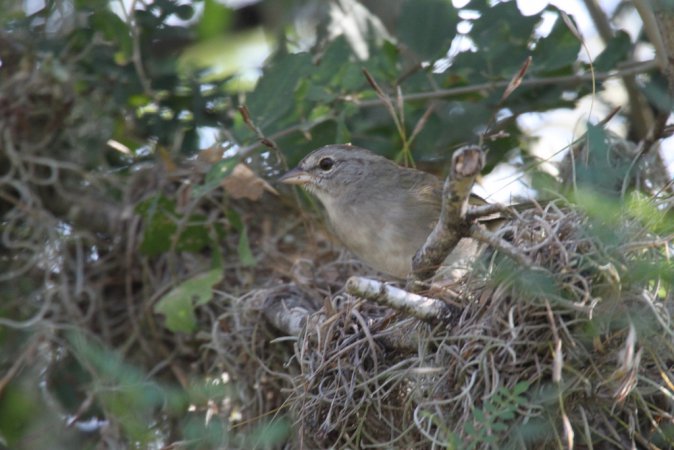 Photo (13): Olive Sparrow