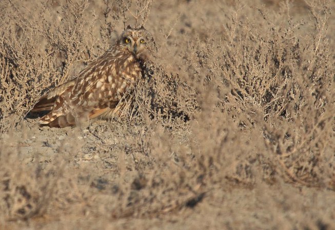 Photo (12): Short-eared Owl