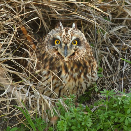 Photo (7): Short-eared Owl