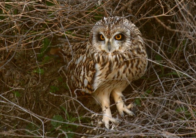 Photo (3): Short-eared Owl