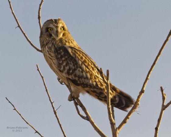 Photo (16): Short-eared Owl