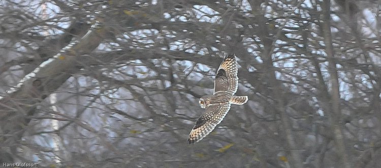 Photo (14): Short-eared Owl