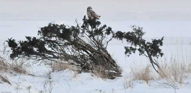 Photo (13): Short-eared Owl