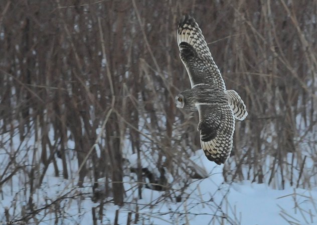 Photo (4): Short-eared Owl