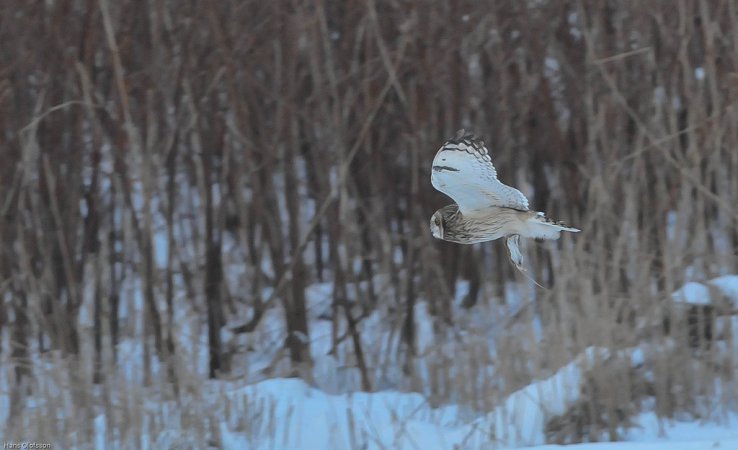 Photo (6): Short-eared Owl