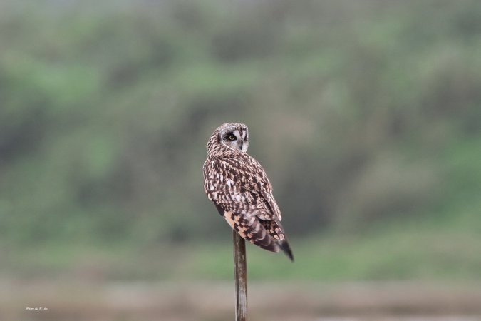 Photo (5): Short-eared Owl