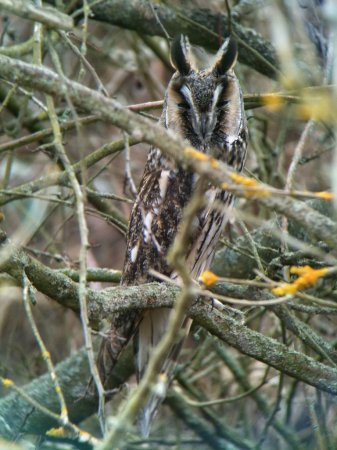 Photo (1): Long-eared Owl