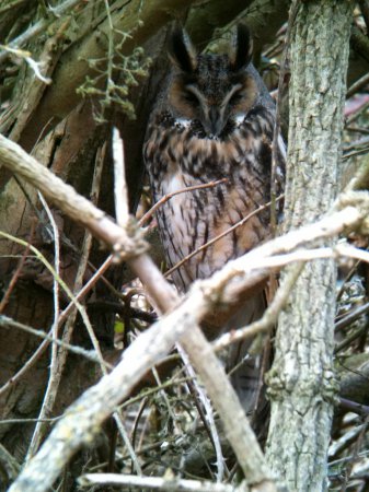 Photo (14): Long-eared Owl