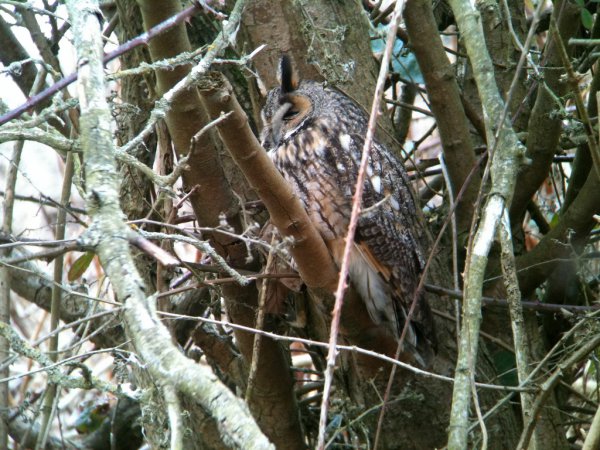 Photo (18): Long-eared Owl